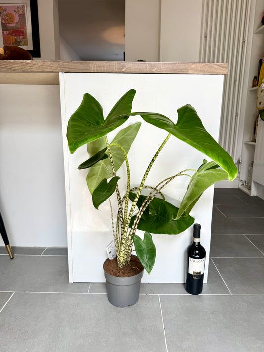 85cm Alocasia Zebrina