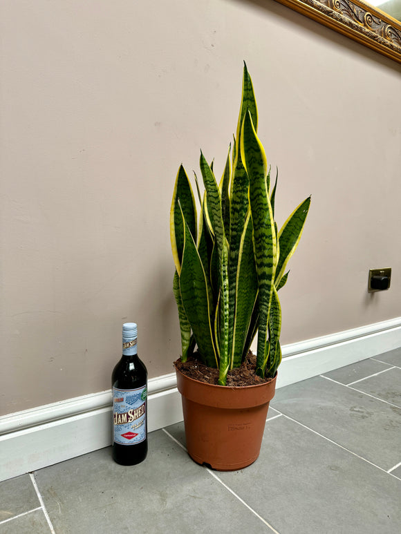 70cm Sansevieria (Snake / Mother in Law’s Tongue Plant)
