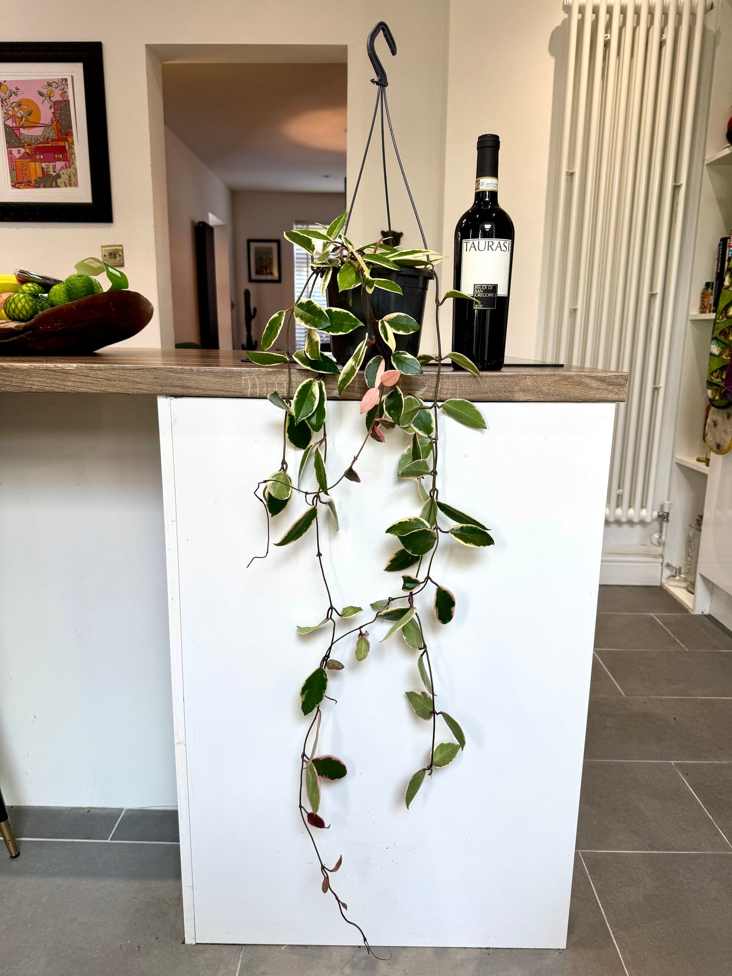 90cm hanging Hoya Carnosa Flamingo Dream