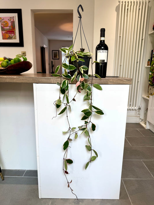90cm hanging Hoya Carnosa Flamingo Dream