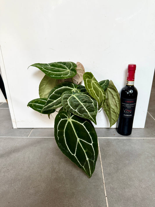 30cm Anthurium Clarinvervium