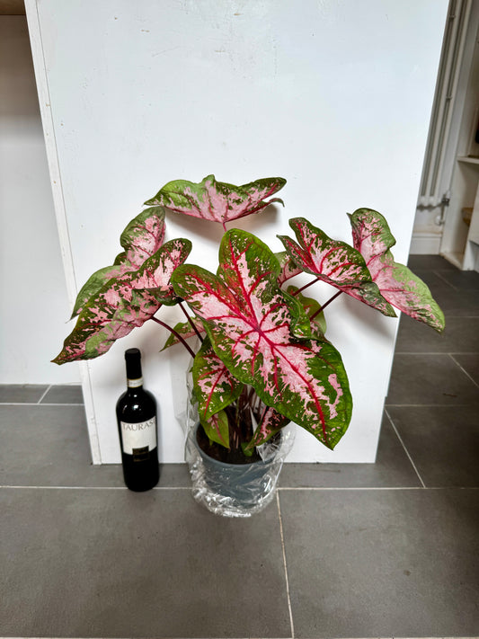 60cm Caladium Carolyn Whorton