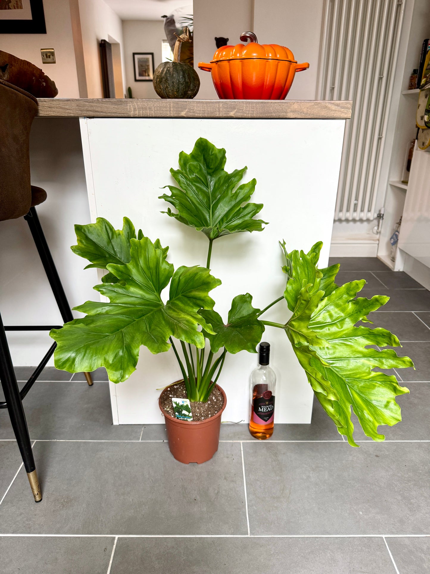 75cm Philodendron Selloum