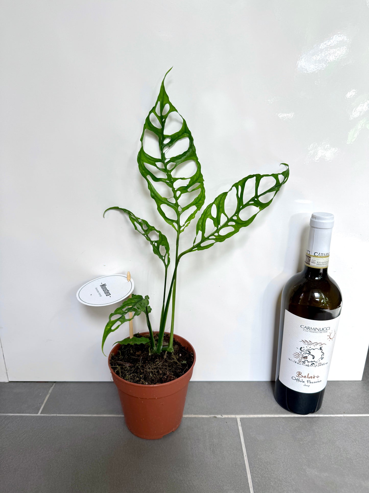 40cm Monstera Obliqua Peru