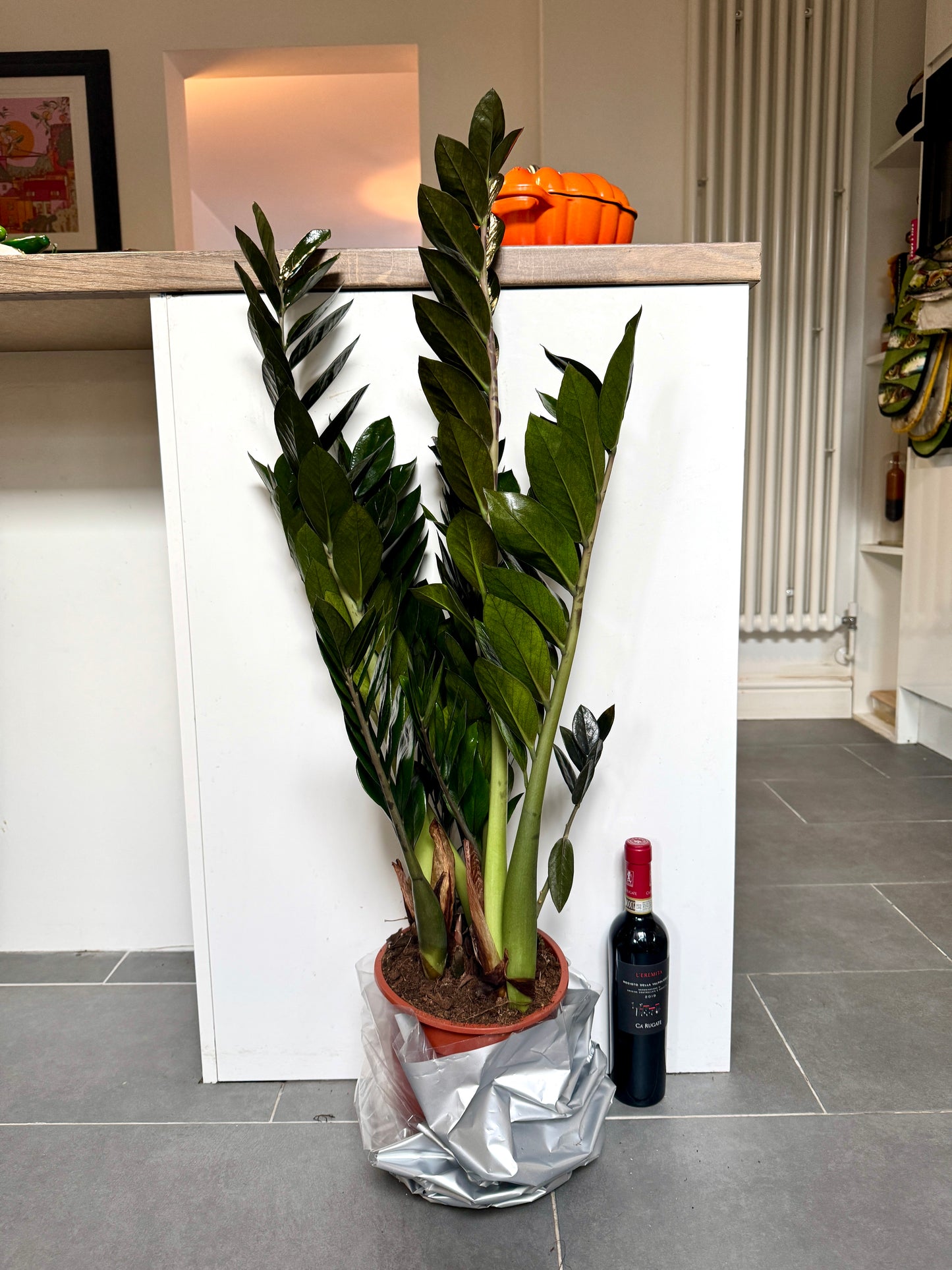100cm ZZ Plant Black Super Nova