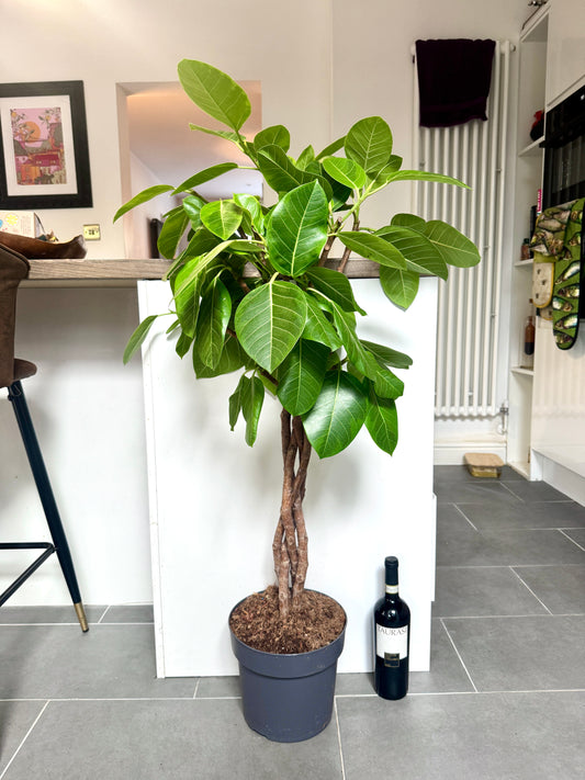 125cm Ficus Altissima Tree