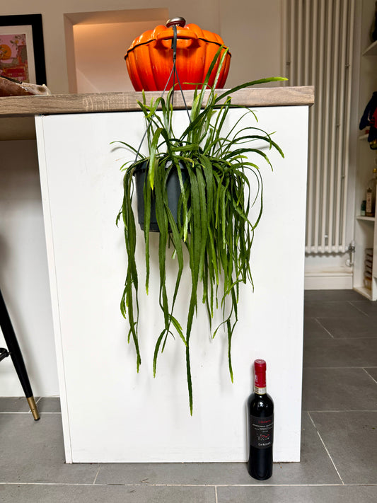50cm Lepismium Bolivianum