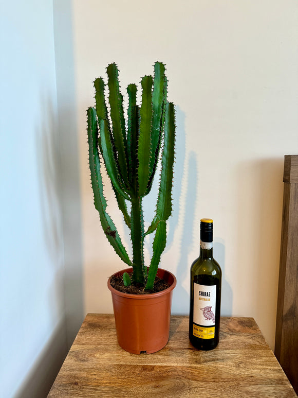 70cm Euphorbia Cactus