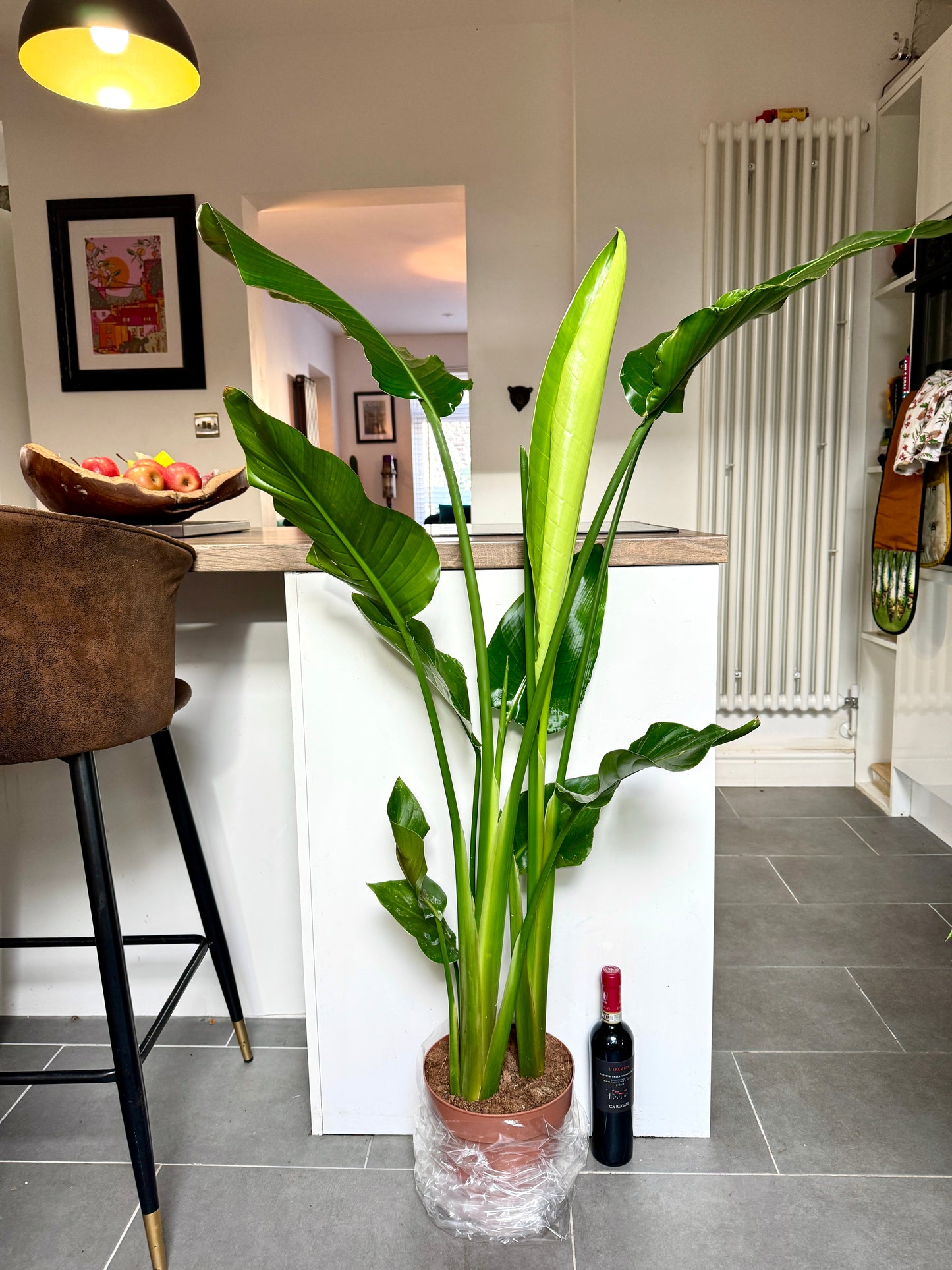 140cm Strelitzia Nicolai (Bird of Paradise)