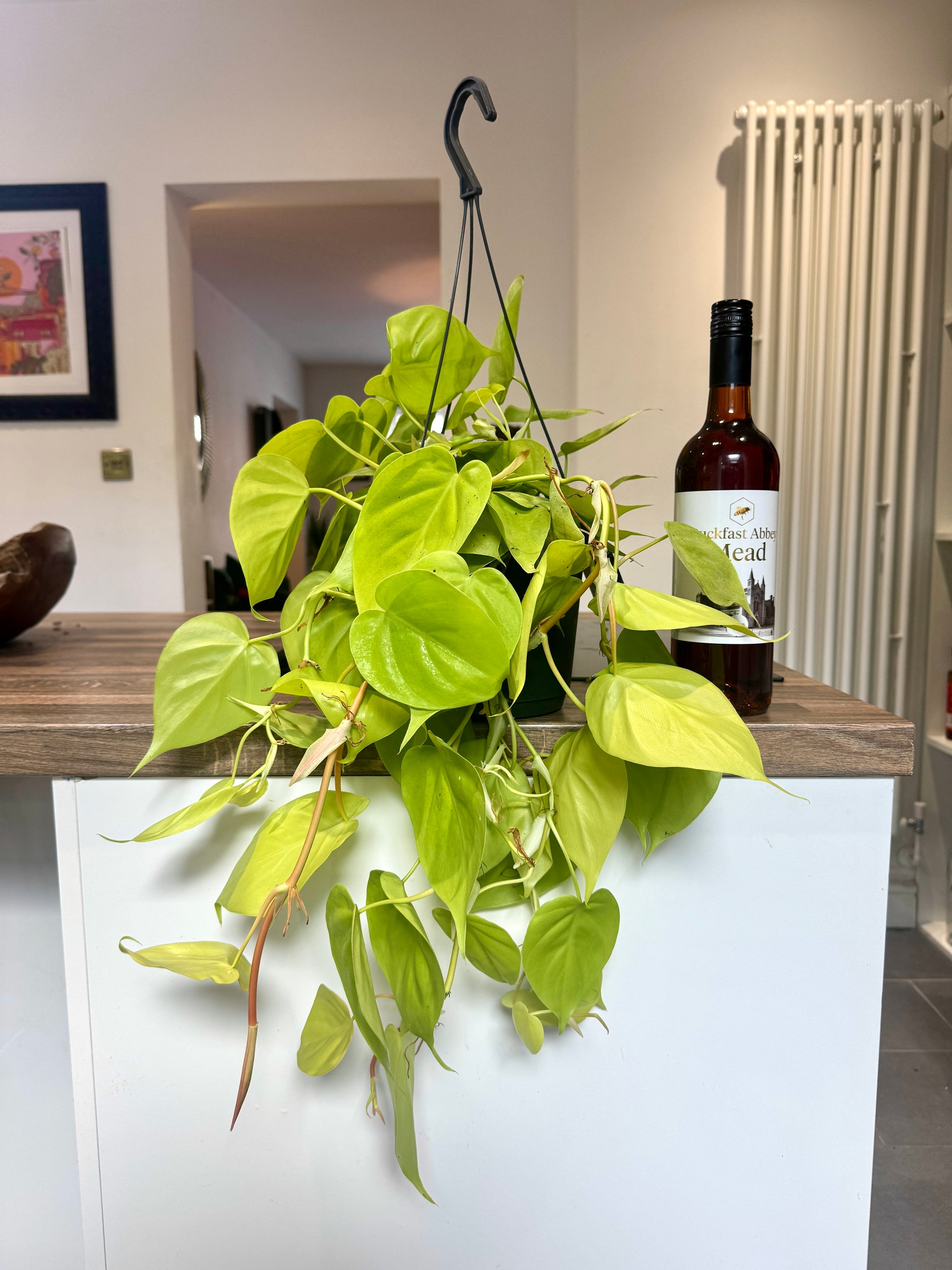 philodendron scandens micans lime 60cm Philodendron Scandens Mican Lemon / Lime (Devils Ivy) – Bristol Plant Man