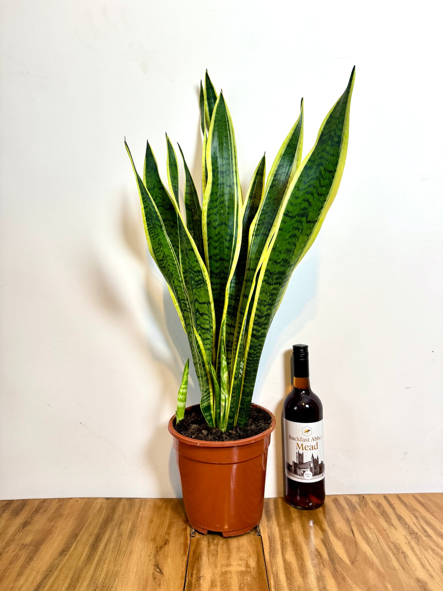 90cm Sansevieria (Snake / Mother in Law’s Tongue Plant)
