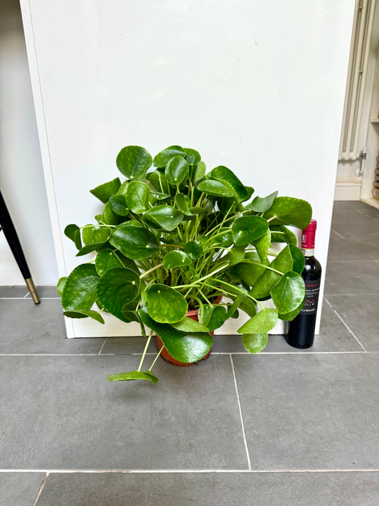 50cm Pilea Peperomiodies (Chinese Money Plant)