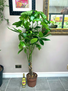 150cm Pachira Aquatica (Money Tree)