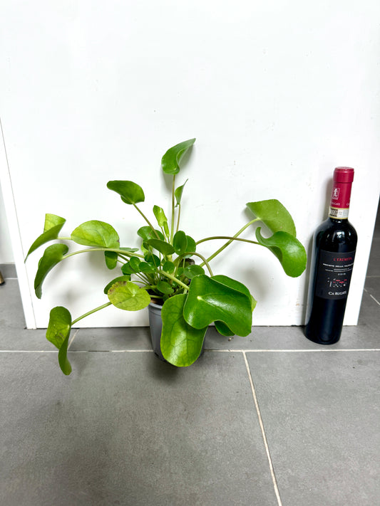 25cm Pilea Peperomiodies (Chinese Money Plant)