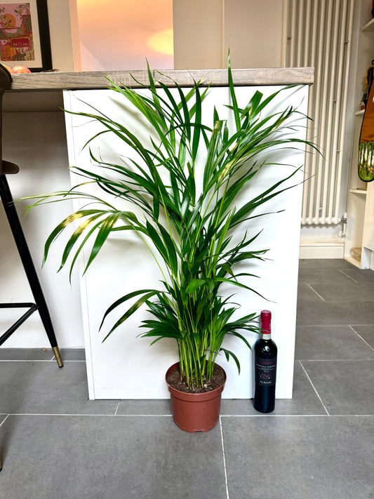 90cm Dypsis Lutescens (Areca Palm)