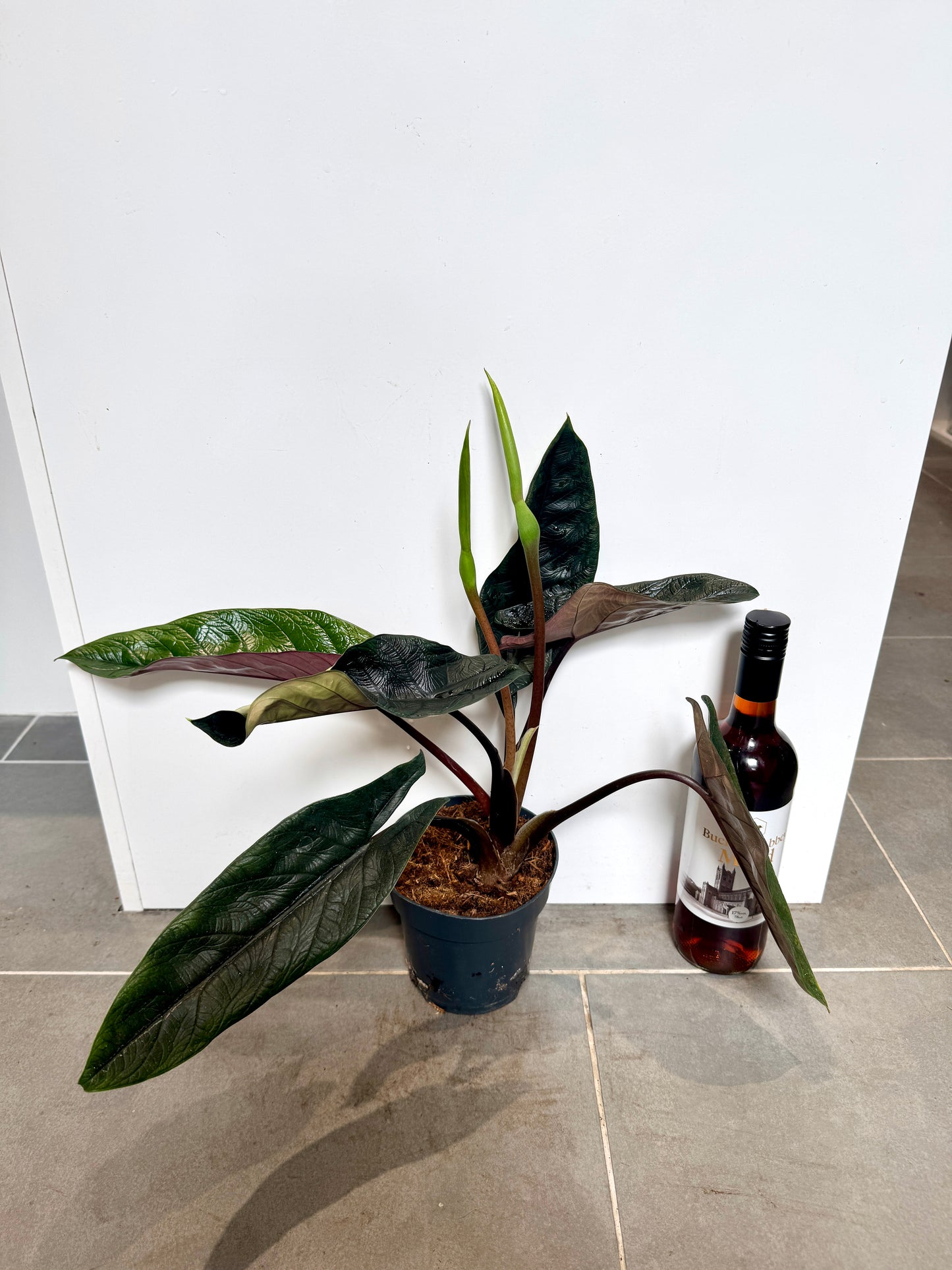 50cm Alocasia Scalprum