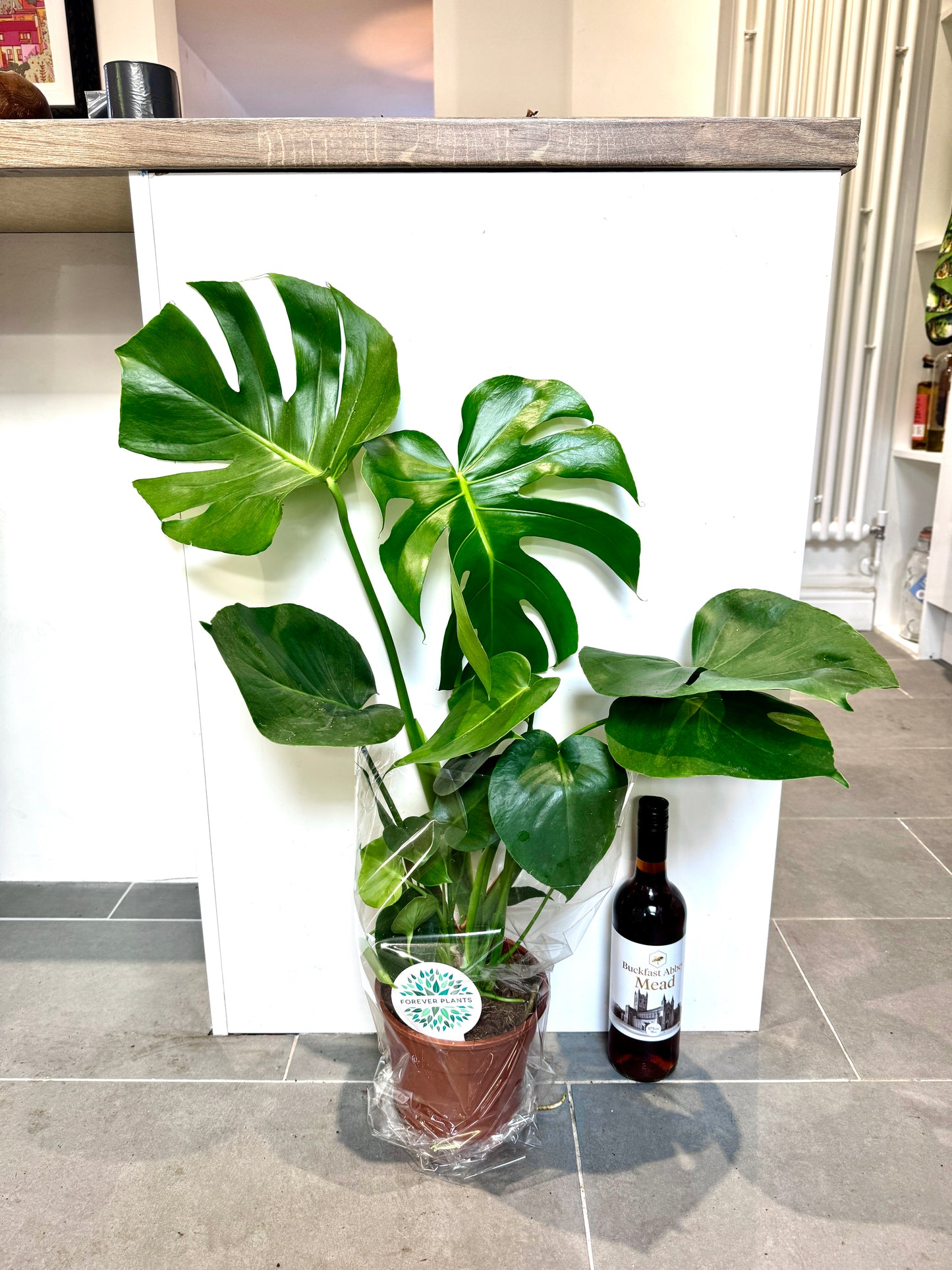 75cm Monstera Deliciosa (Swiss Cheese Plant)