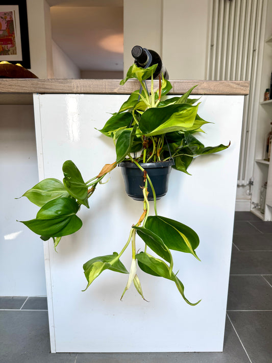 50cm Philodendron scandens brasil (Devils Ivy)