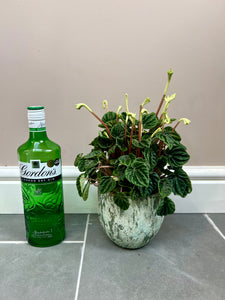Peperomia Caperata with ceramic pot