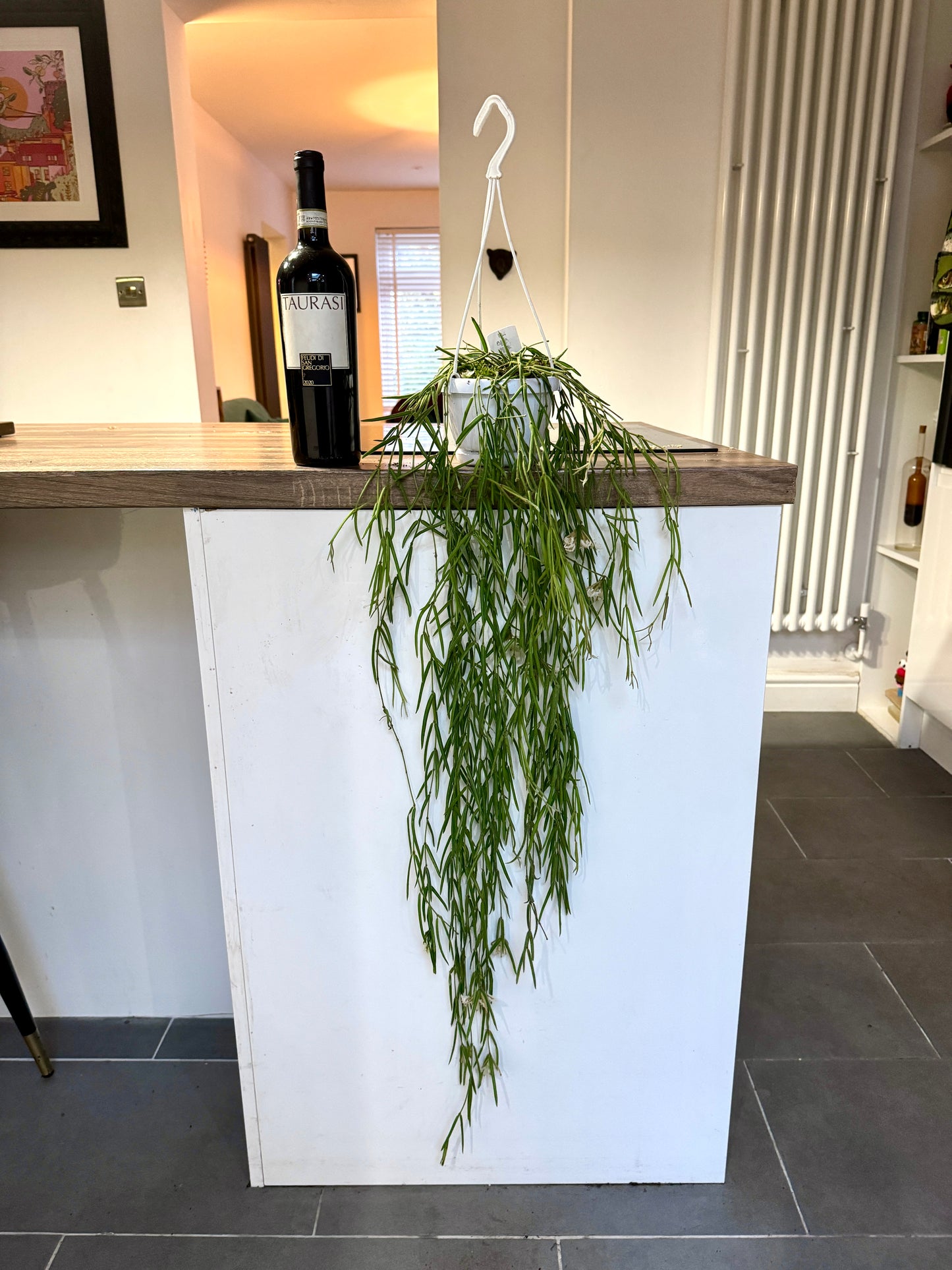 80cm Flowering Hoya Lineralis
