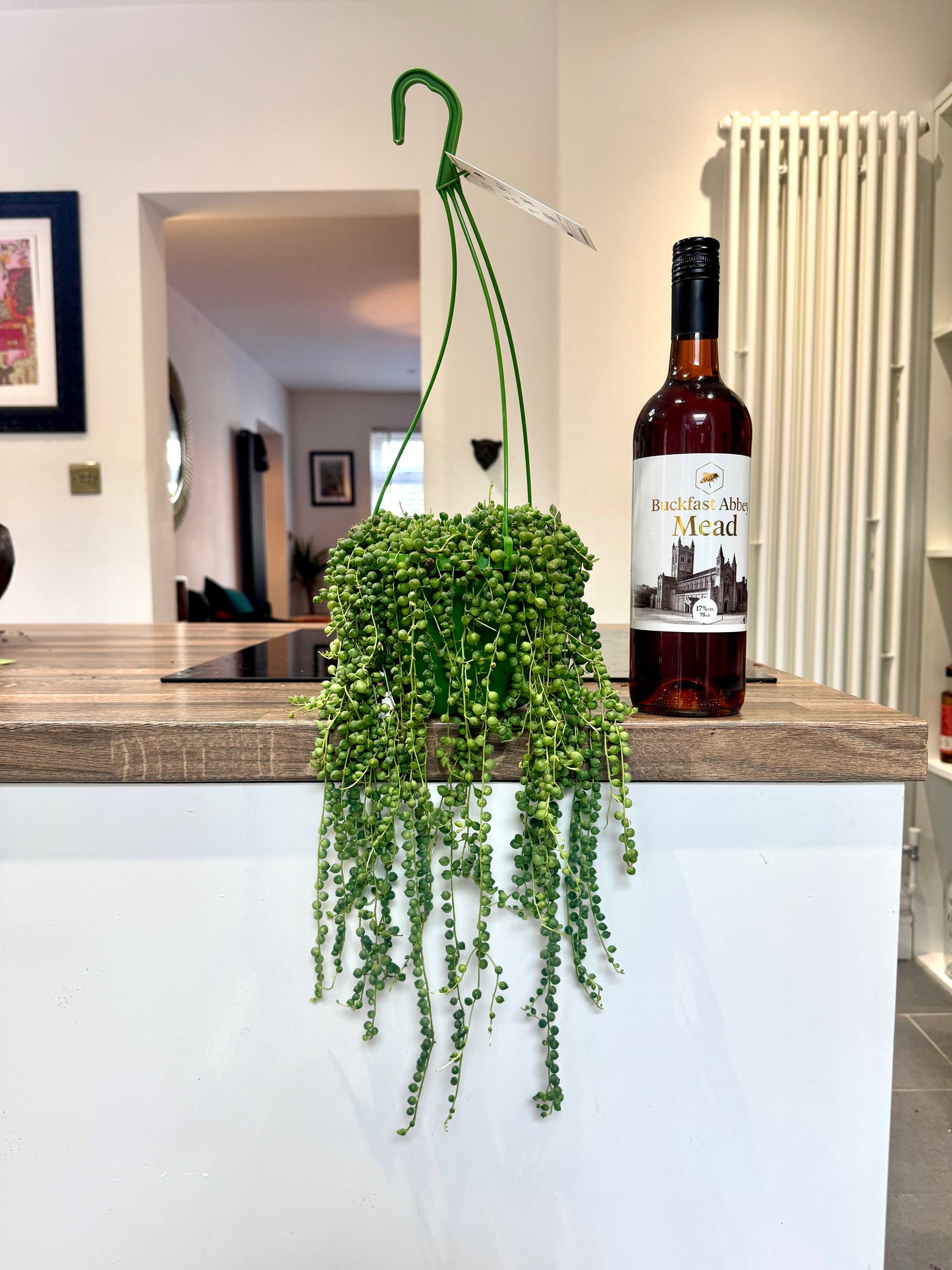 40cm String of Pearls (Senecio Rowleyanus)