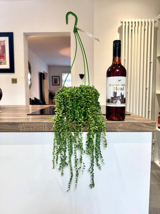40cm String of Pearls (Senecio Rowleyanus)