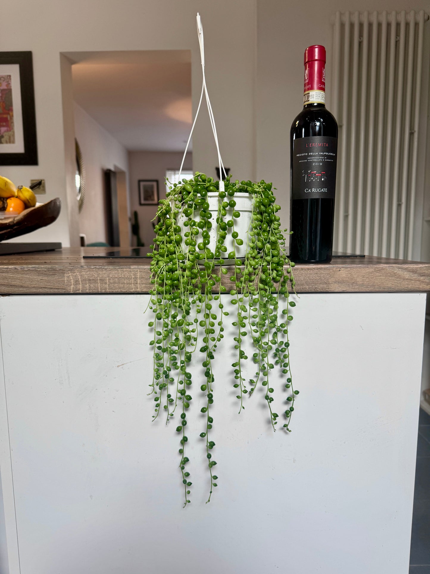40cm String of Pearls (Senecio Rowleyanus)