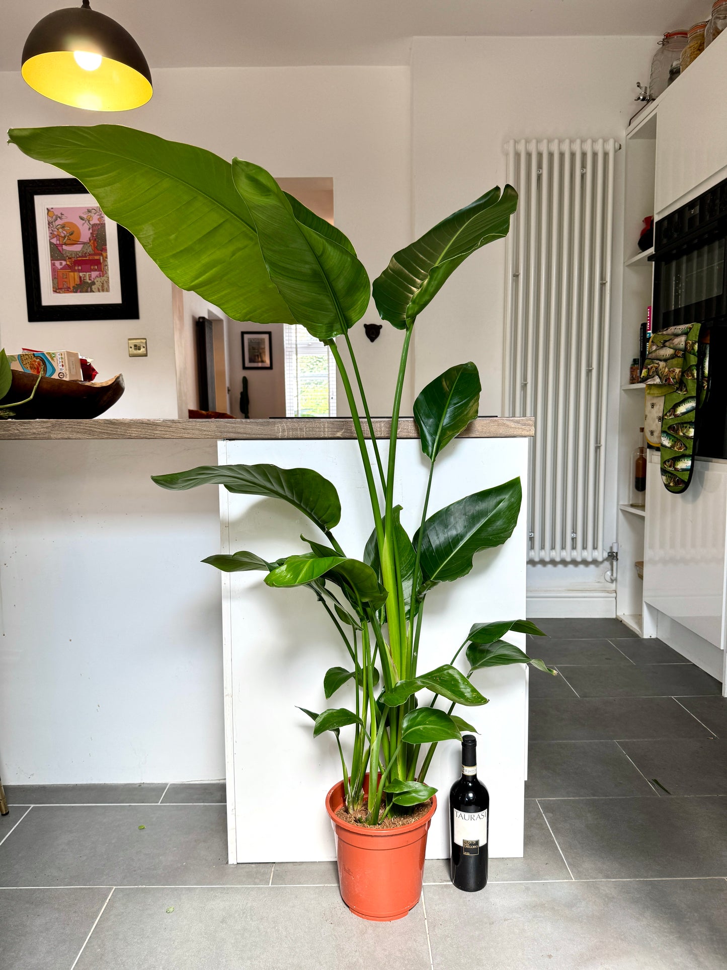 150cm Strelitzia Nicolai (Bird of Paradise)