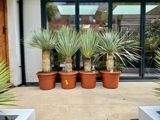 140cm Yucca Rostrata - Outdoor UK Winter hardy