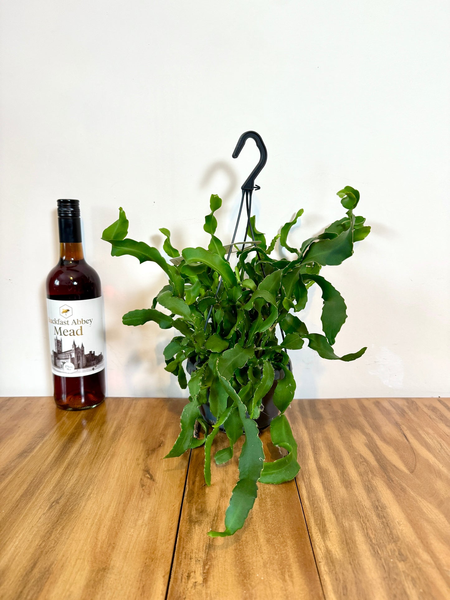 40cm Epiphyllum Guatemalense Monstrose (Curly Locks Orchid Cactus)