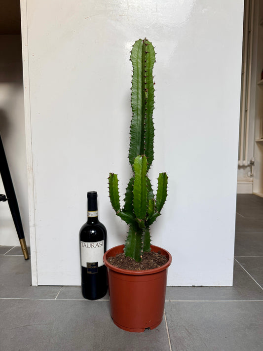 70cm Euphorbia Acrurensis cactus