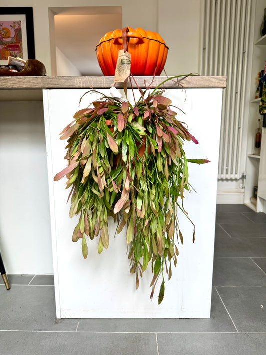 75cm XL Pseudorhipsalis Ramulosa Red Coral