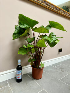 100cm Homalomena Ruby (Shield Plant)