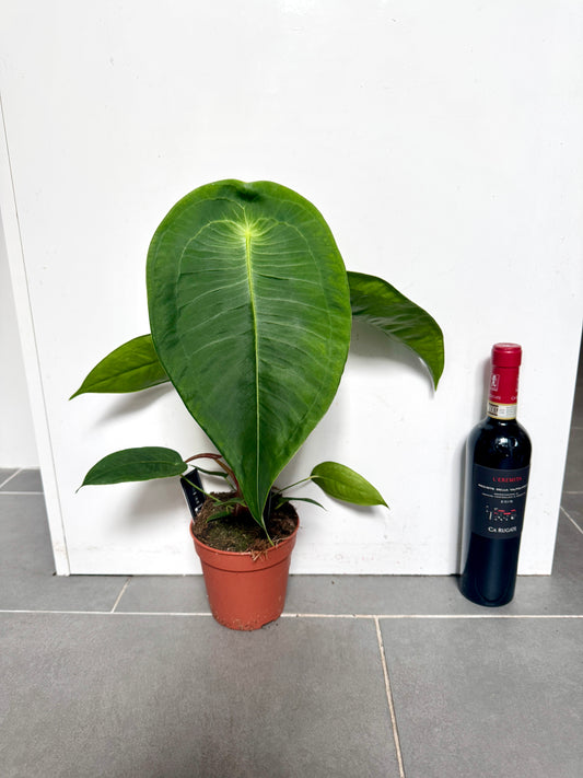 45cm Anthurium Peltigerum