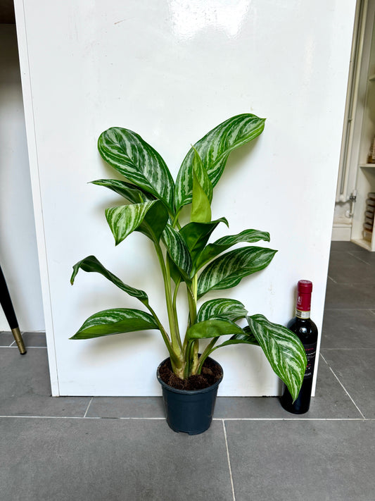 60cm Aglaonema Stripes