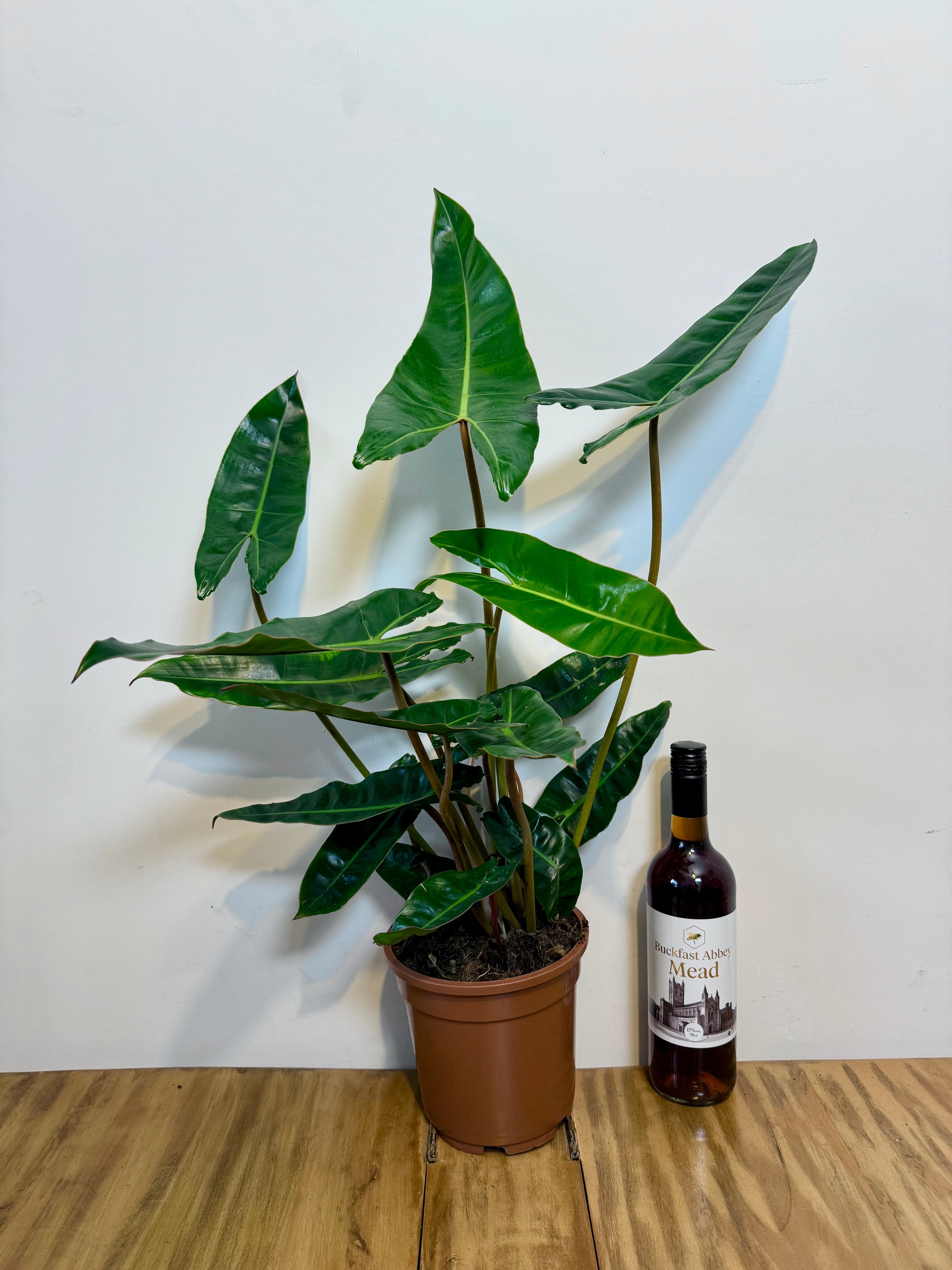 philodendron billietiae uk 70cm Philodendron Billietiae – Bristol Plant Man