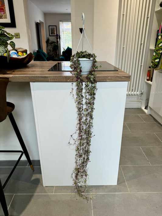 100cm String of Hearts (Ceropegia Woodii)