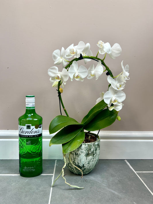 White ring orchid with ceramic pot