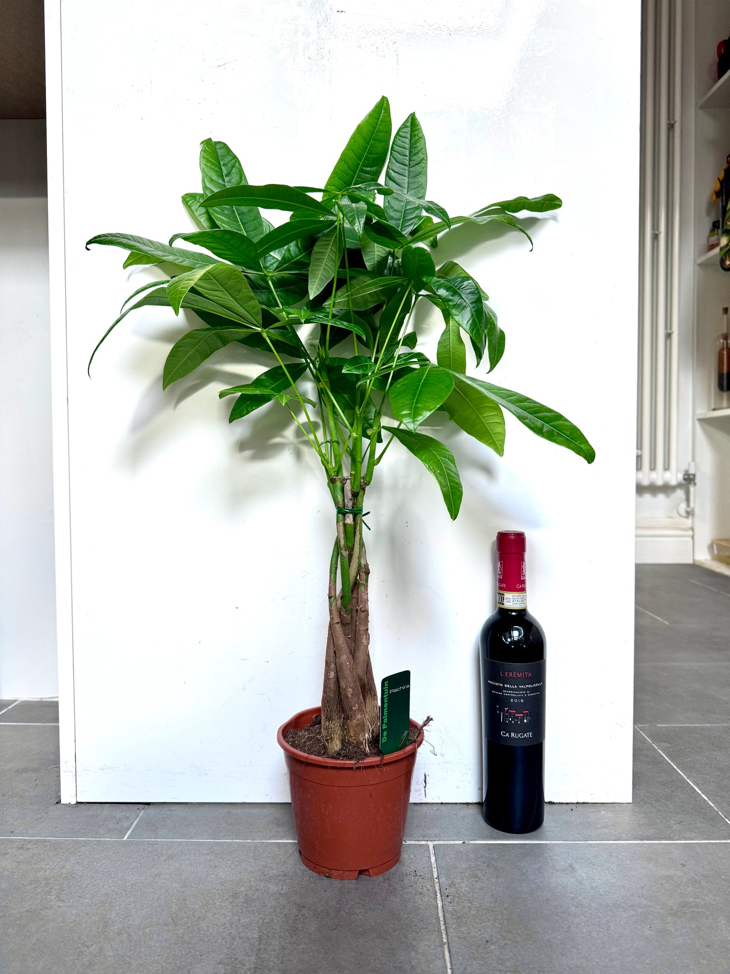 70cm Pachira Aquatica (Money Tree)