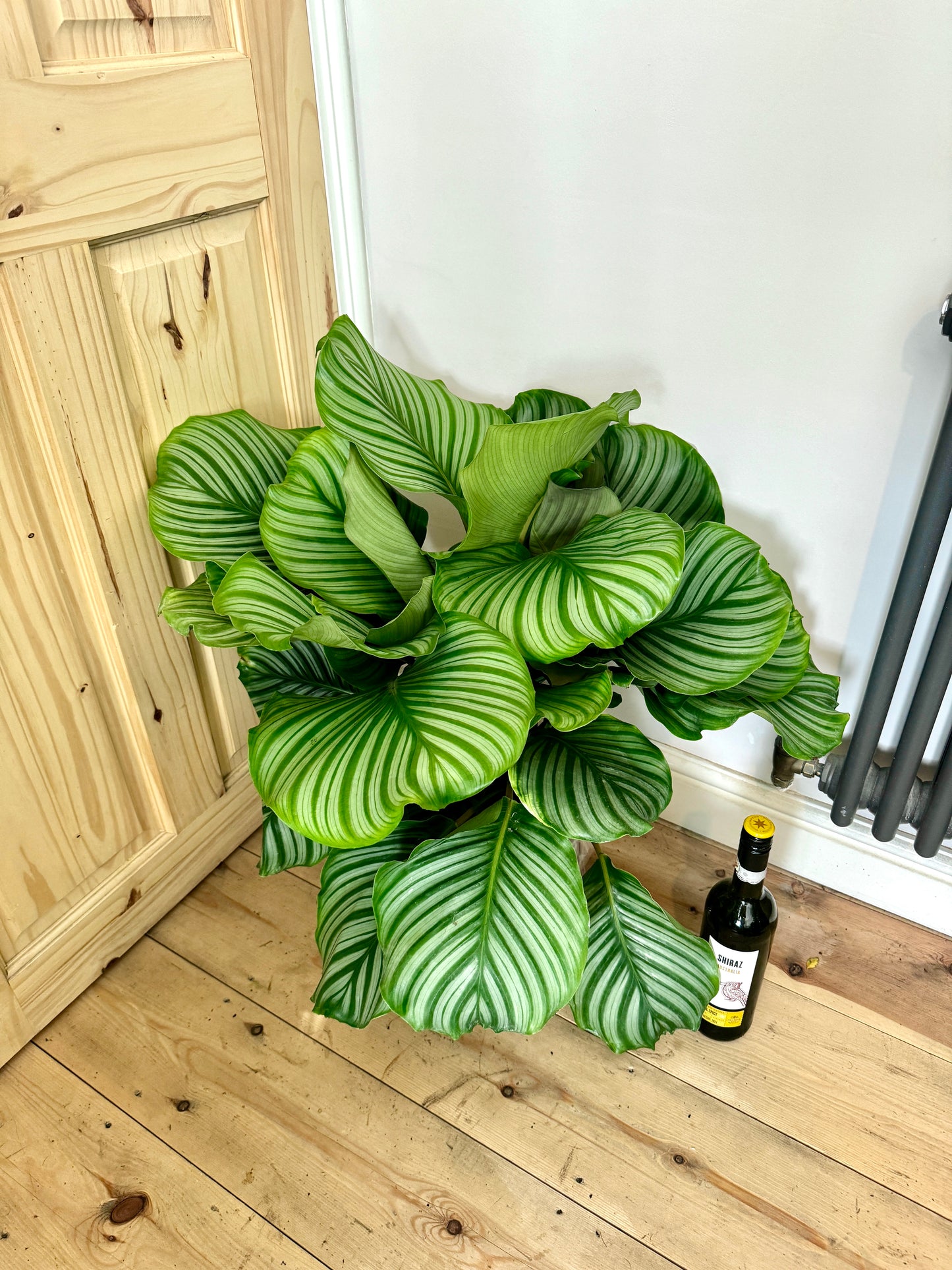 75cm Calathea Orbifolia