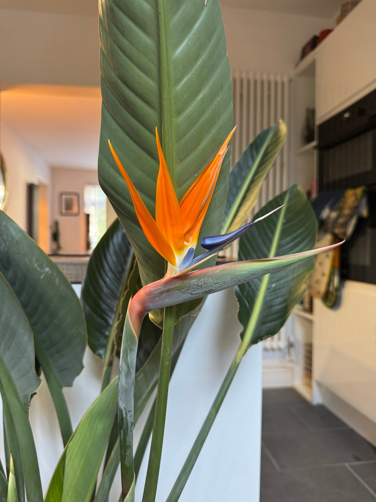 120cm Strelitzia Reginae (Orange Flowering Bird of Paradise)