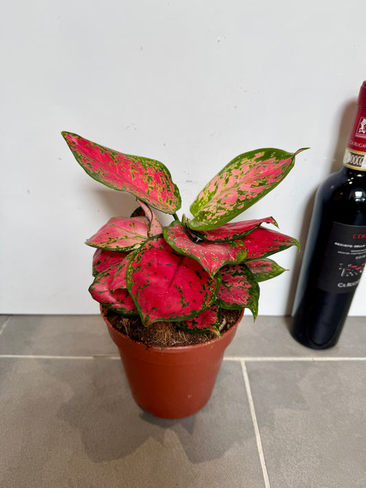 25cm Aglaonema Pink