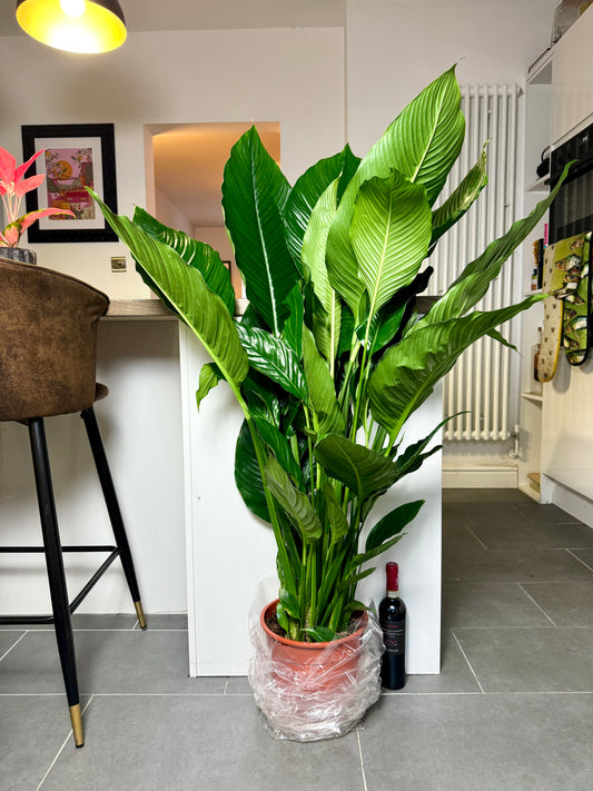130cm Giant Peace Lily