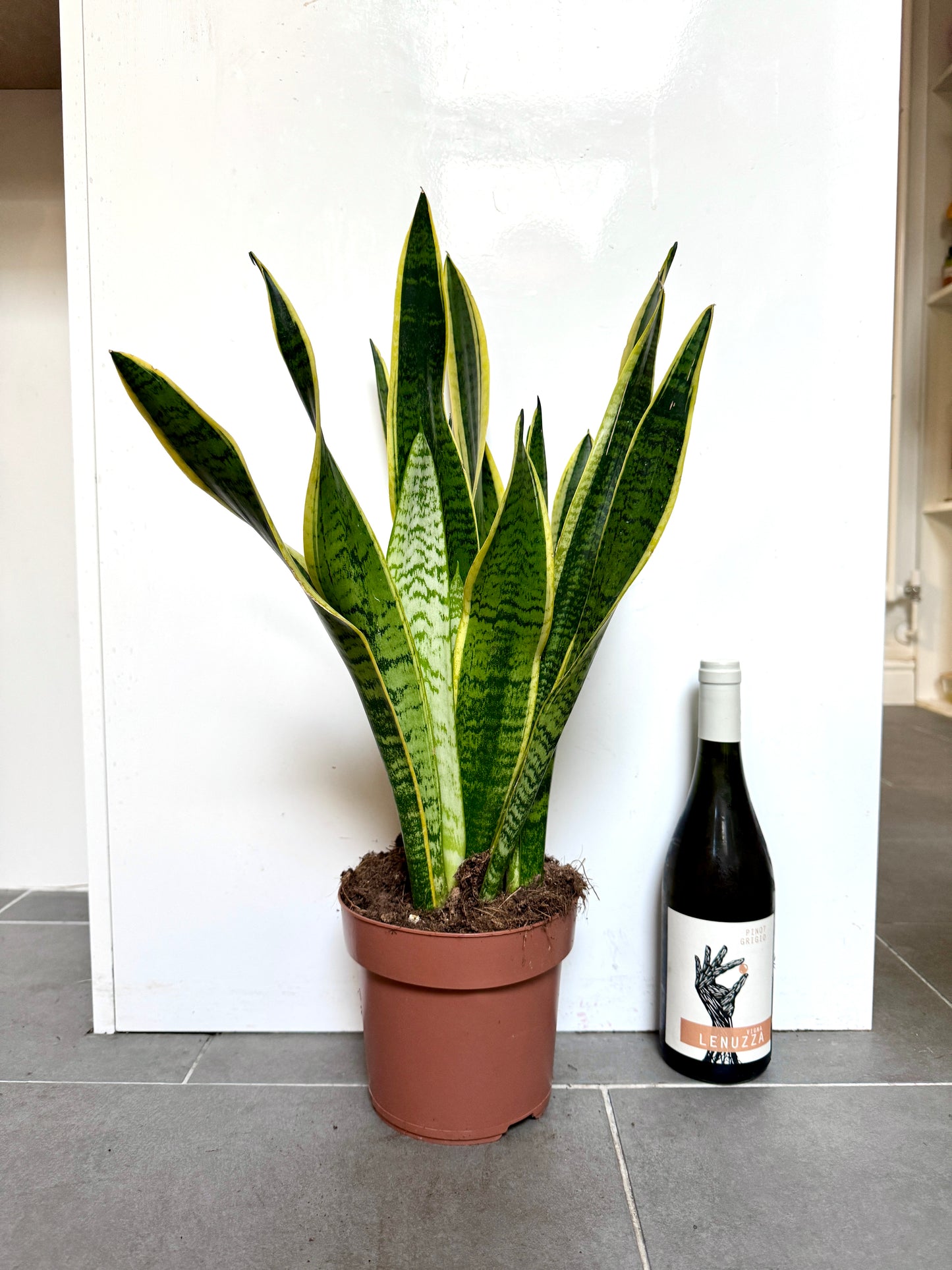 60cm Sanseveria Laurentii (Snake / Mother in Law’s Tongue Plant)