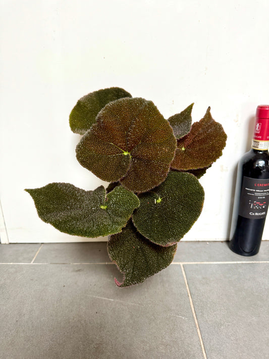 30cm Begonia Masoniana River