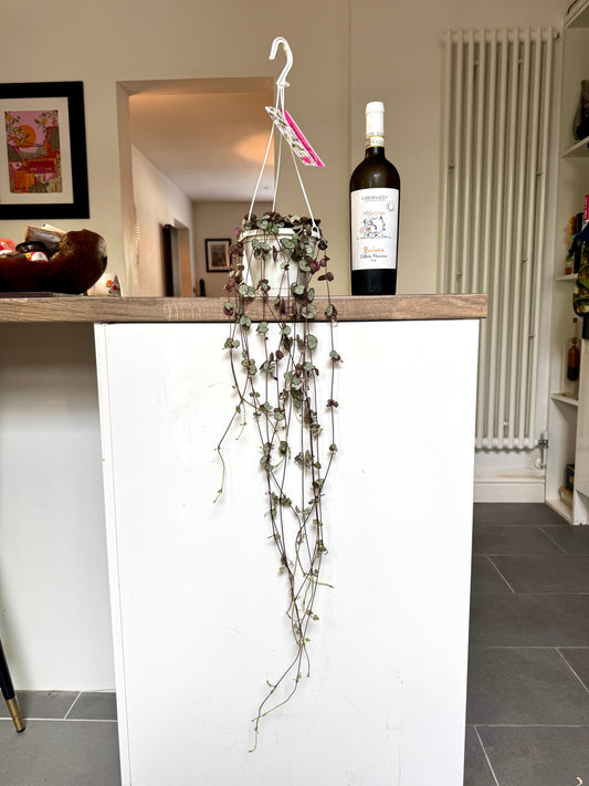 90cm String of Hearts Silver Glory (Ceropegia Woodii)