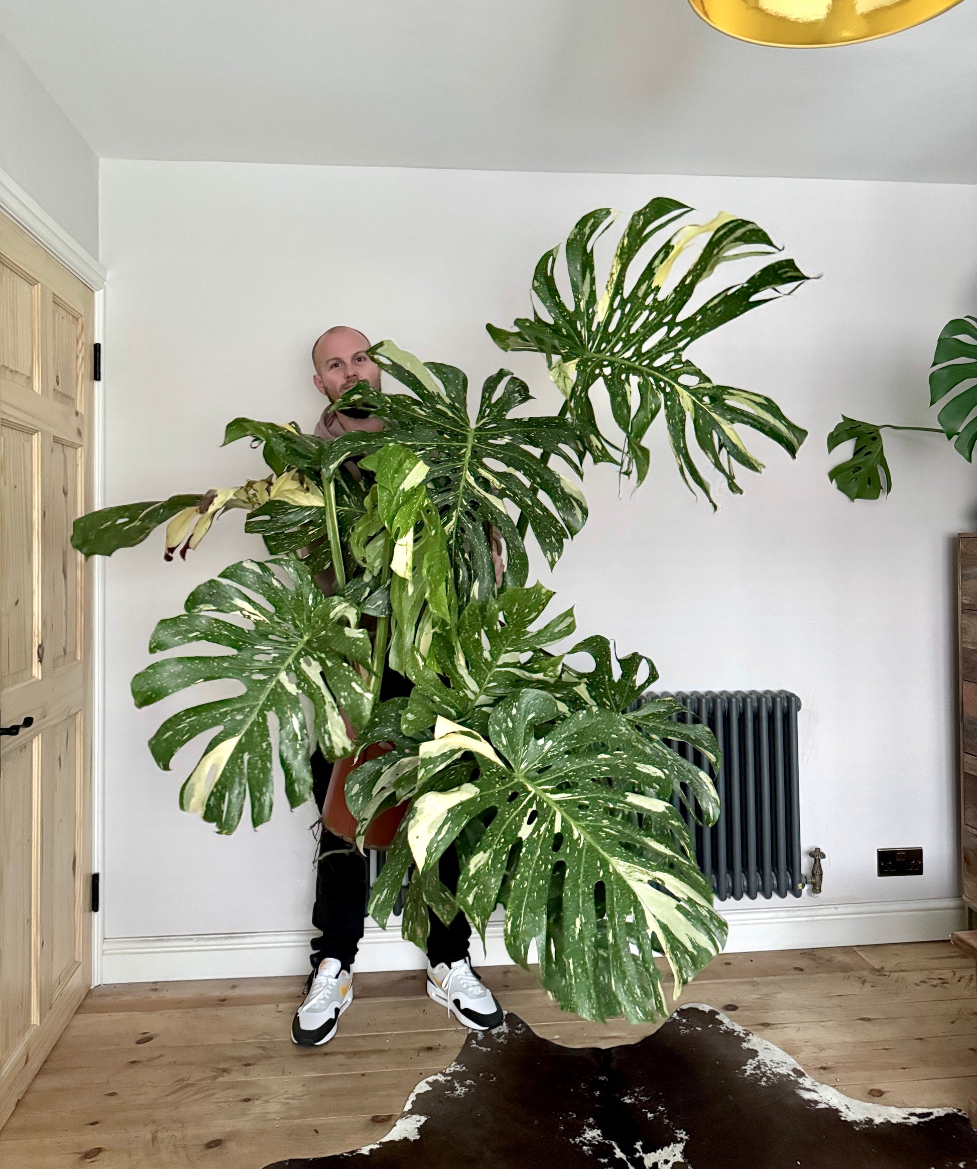 thai constellation monstera temperature 140cm Monstera Thai Constellation – Bristol Plant Man