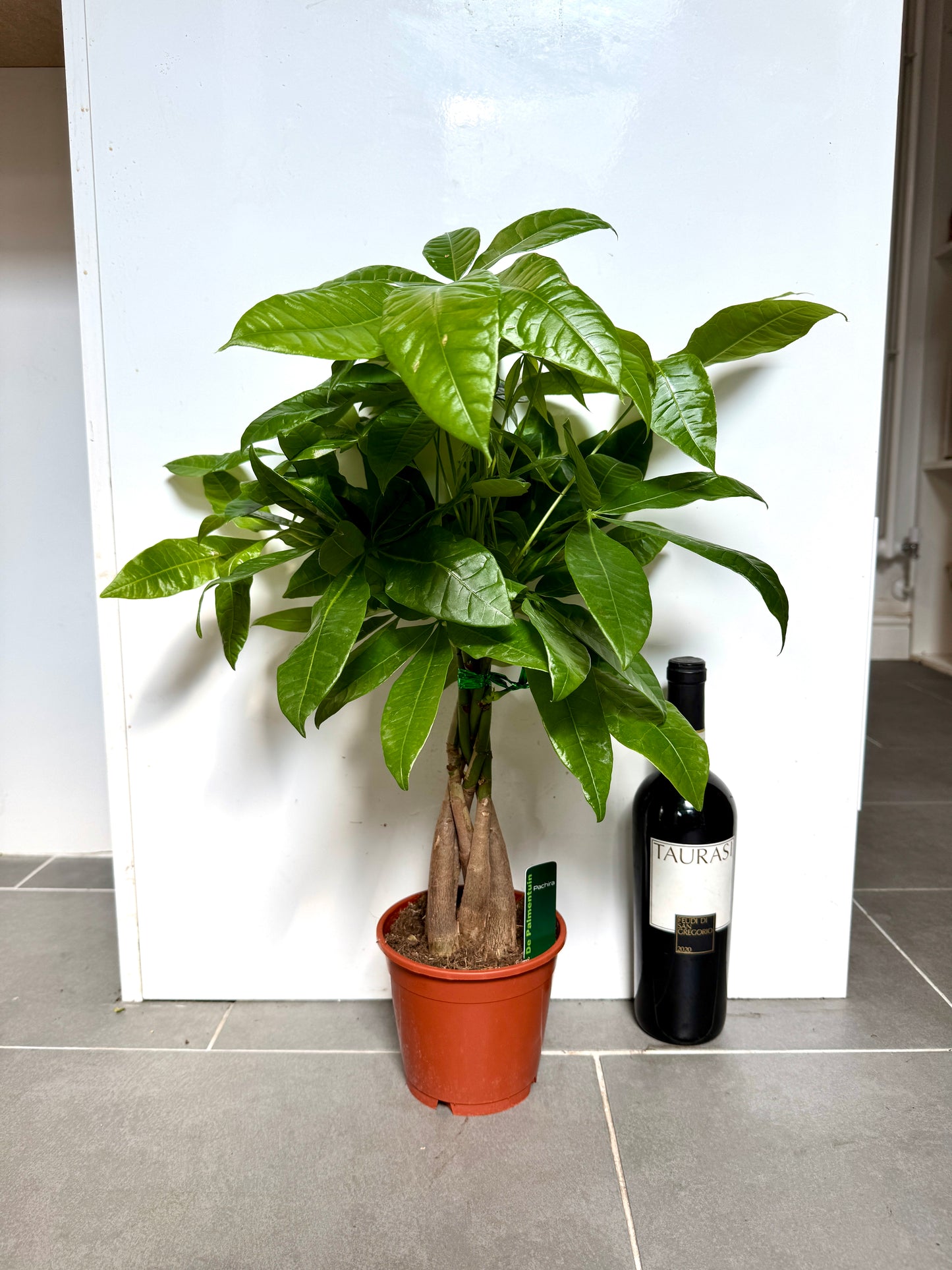 60cm Pachira Aquatica (Money Tree)