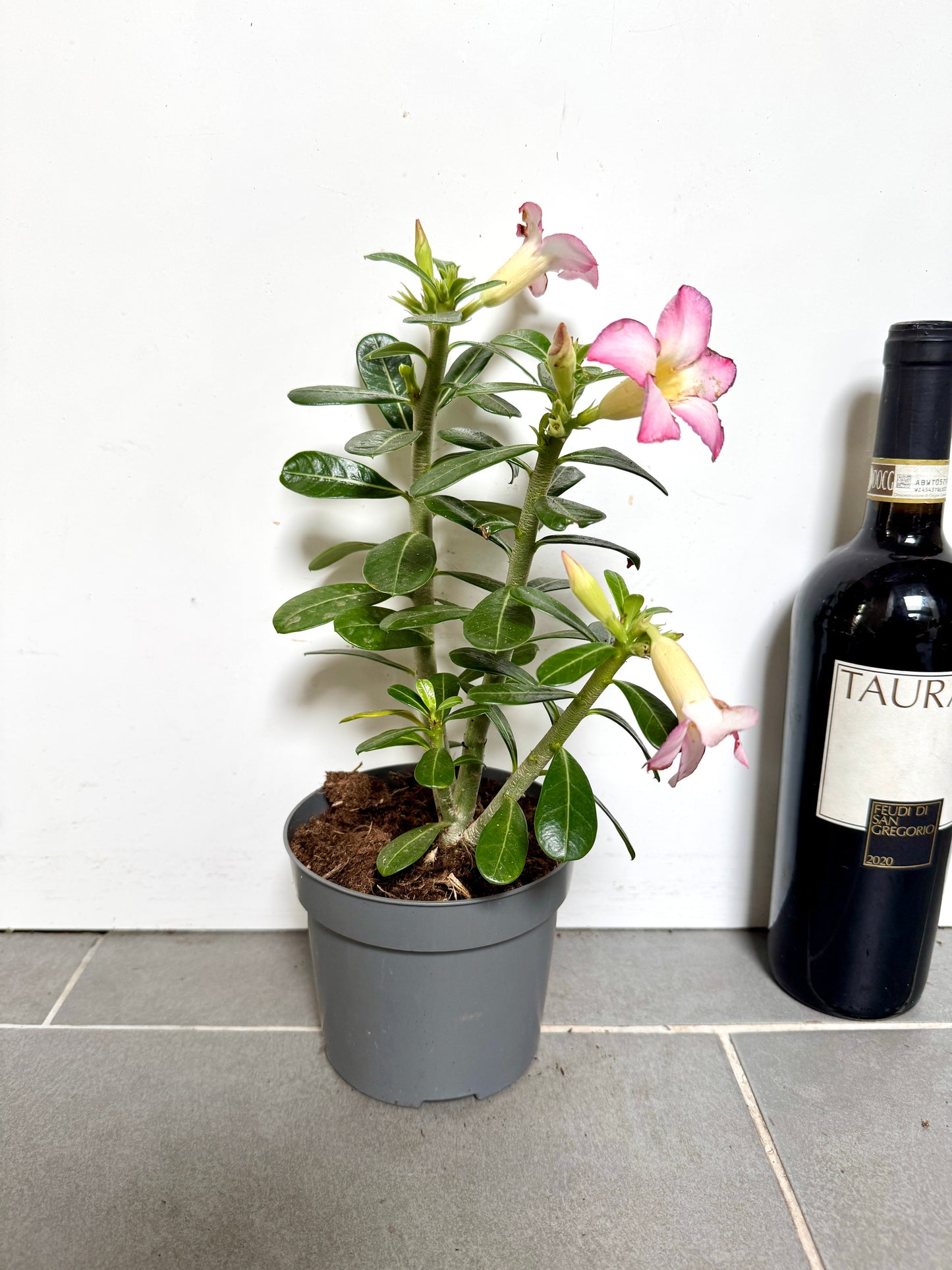 30cm Adenium Obesum (Pink Desert Rose)