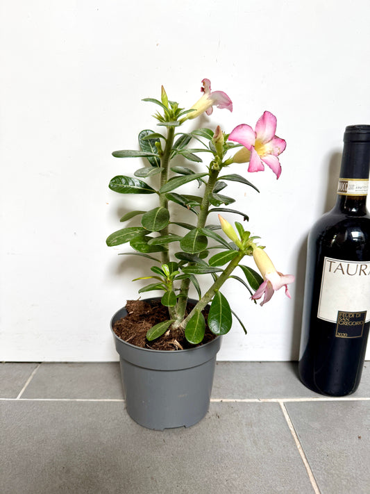 30cm Adenium Obesum (Pink Desert Rose)